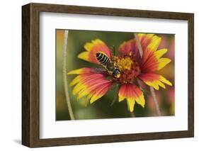 Leafcutter bee feeding on Indian Blanket, Texas, USA-Rolf Nussbaumer-Framed Photographic Print