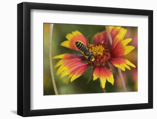 Leafcutter bee feeding on Indian Blanket, Texas, USA-Rolf Nussbaumer-Framed Photographic Print