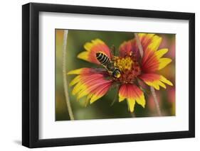 Leafcutter bee feeding on Indian Blanket, Texas, USA-Rolf Nussbaumer-Framed Photographic Print