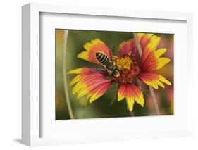 Leafcutter bee feeding on Indian Blanket, Texas, USA-Rolf Nussbaumer-Framed Photographic Print