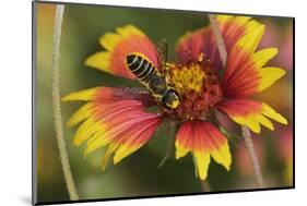 Leafcutter bee feeding on Indian Blanket, Texas, USA-Rolf Nussbaumer-Mounted Photographic Print