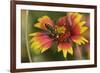 Leafcutter bee feeding on Indian Blanket, Texas, USA-Rolf Nussbaumer-Framed Premium Photographic Print