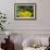 Leafcutter Bee (Megachile Sp.) Feeding from Flowerhead of Heartleaf Oxeye (Giant Oxeye Daisy)-Nick Upton-Framed Photographic Print displayed on a wall