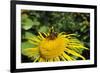 Leafcutter Bee (Megachile Sp.) Feeding from Flowerhead of Heartleaf Oxeye (Giant Oxeye Daisy)-Nick Upton-Framed Photographic Print