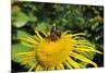 Leafcutter Bee (Megachile Sp.) Feeding from Flowerhead of Heartleaf Oxeye (Giant Oxeye Daisy)-Nick Upton-Mounted Photographic Print