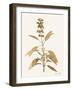 Leafed Botanical 1-Ann Bailey-Framed Art Print