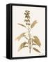 Leafed Botanical 1-Ann Bailey-Framed Stretched Canvas