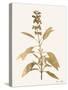 Leafed Botanical 1-Ann Bailey-Stretched Canvas