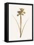 Leafed Botanical 2-Ann Bailey-Framed Stretched Canvas