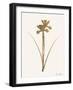 Leafed Botanical 2-Ann Bailey-Framed Art Print