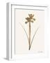 Leafed Botanical 2-Ann Bailey-Framed Art Print