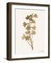 Leafed Botanical 3-Ann Bailey-Framed Art Print