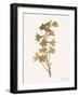 Leafed Botanical 3-Ann Bailey-Framed Art Print