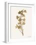 Leafed Botanical 3-Ann Bailey-Framed Art Print