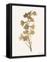 Leafed Botanical 3-Ann Bailey-Framed Stretched Canvas