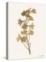 Leafed Botanical 3-Ann Bailey-Stretched Canvas