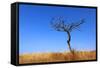 Leafless Tree on Meadow against Blue Sky Background-pavel klimenko-Framed Stretched Canvas