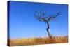 Leafless Tree on Meadow against Blue Sky Background-pavel klimenko-Stretched Canvas