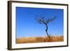 Leafless Tree on Meadow against Blue Sky Background-pavel klimenko-Framed Photographic Print