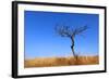 Leafless Tree on Meadow against Blue Sky Background-pavel klimenko-Framed Photographic Print