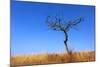 Leafless Tree on Meadow against Blue Sky Background-pavel klimenko-Mounted Photographic Print