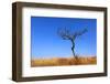 Leafless Tree on Meadow against Blue Sky Background-pavel klimenko-Framed Photographic Print