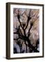 Leafless Tree.-André Burian-Framed Giclee Print