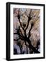 Leafless Tree.-André Burian-Framed Giclee Print