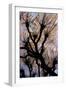 Leafless Tree.-André Burian-Framed Giclee Print