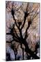 Leafless Tree.-André Burian-Mounted Giclee Print