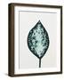 Leaflets III-Vanna Lam-Framed Art Print