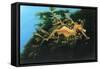 Leafly Sea Dragon-Durwood Coffey-Framed Stretched Canvas