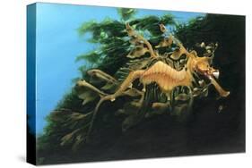 Leafly Sea Dragon-Durwood Coffey-Stretched Canvas