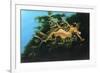 Leafly Sea Dragon-Durwood Coffey-Framed Giclee Print