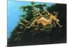 Leafly Sea Dragon-Durwood Coffey-Mounted Giclee Print