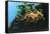 Leafly Sea Dragon-Durwood Coffey-Framed Stretched Canvas