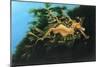 Leafly Sea Dragon-Durwood Coffey-Mounted Premium Giclee Print