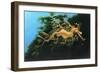 Leafly Sea Dragon-Durwood Coffey-Framed Giclee Print