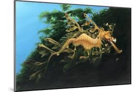 Leafly Sea Dragon-Durwood Coffey-Mounted Giclee Print