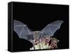 Leafnosed Fruit Bat, Arizona, USA-Alice Garland-Framed Stretched Canvas