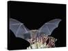Leafnosed Fruit Bat, Arizona, USA-Alice Garland-Stretched Canvas
