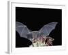 Leafnosed Fruit Bat, Arizona, USA-Alice Garland-Framed Photographic Print