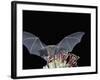 Leafnosed Fruit Bat, Arizona, USA-Alice Garland-Framed Photographic Print