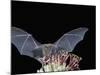 Leafnosed Fruit Bat, Arizona, USA-Alice Garland-Mounted Photographic Print
