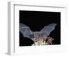 Leafnosed Fruit Bat, Arizona, USA-Alice Garland-Framed Photographic Print