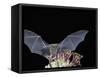 Leafnosed Fruit Bat, Arizona, USA-Alice Garland-Framed Stretched Canvas