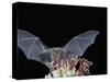 Leafnosed Fruit Bat, Arizona, USA-Alice Garland-Stretched Canvas