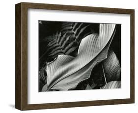 Leafs and Ferns, Hawaii, 1979-Brett Weston-Framed Photographic Print