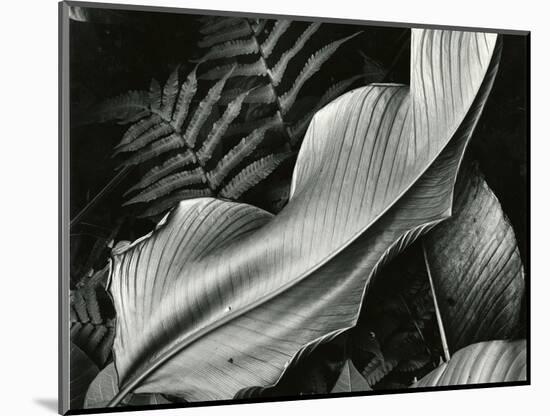 Leafs and Ferns, Hawaii, 1979-Brett Weston-Mounted Photographic Print