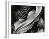 Leafs and Ferns, Hawaii, 1979-Brett Weston-Framed Photographic Print